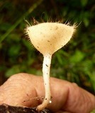 Cookeina tricholoma image