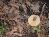 Lactarius corrugis image