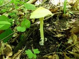 Amanita banningiana image