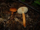 Lactarius volemus image