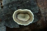 Poronidulus conchifer image