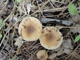 Russula pectinatoides image