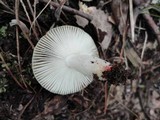 Russula pectinatoides image