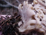 Clavulina coralloides image