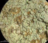 Lecidella scabra image