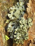 Hypogymnia imshaugii image