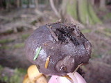 Lactarius pseudomucidus image