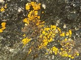 Candelariella rosulans image