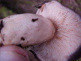 Lactarius pseudomucidus image