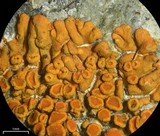 Caloplaca saxicola image