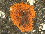 Caloplaca saxicola image