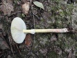 Amanita flavorubens image
