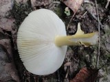 Amanita flavorubens image