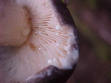 Lactarius pseudomucidus image