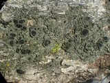 Rinodina badiexcipula image
