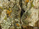 Rinodina badiexcipula image