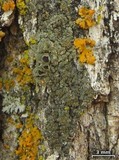 Rinodina badiexcipula image