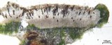 Rinodina badiexcipula image