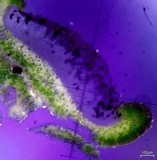 Rinodina badiexcipula image