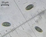 Rinodina badiexcipula image