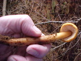 Phaeocollybia luteosquamulosa image