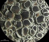 Lecanora chlarotera image