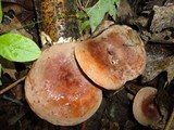 Lactarius corrugis image