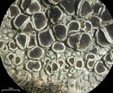 Lecanora chlarotera image