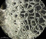 Lecanora chlarotera image