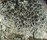 Lecanora chlarotera image