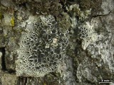 Lecanora chlarotera image