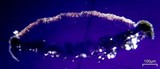 Lecanora chlarotera image