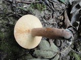 Lactarius corrugis image