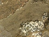 Aspicilia phaea image