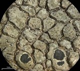 Aspicilia phaea image