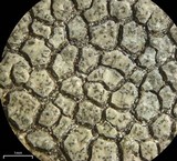Aspicilia phaea image