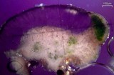 Aspicilia phaea image