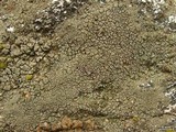 Aspicilia cyanescens image