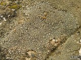Aspicilia cyanescens image