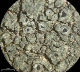 Aspicilia cyanescens image