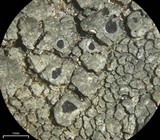 Aspicilia cyanescens image