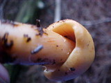 Phaeocollybia luteosquamulosa image