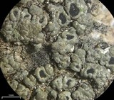Aspicilia cyanescens image