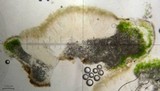 Aspicilia cyanescens image