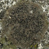 Lecidea atrobrunnea image