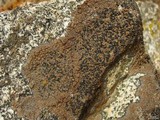Lecidea atrobrunnea image