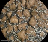 Lecidea atrobrunnea image