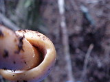 Phaeocollybia luteosquamulosa image