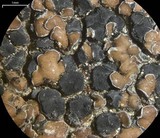 Lecidea atrobrunnea image