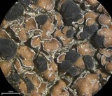 Lecidea atrobrunnea image